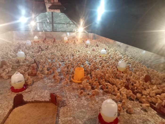 Cuan! Bisnis Ayam Petelur di Tana Tidung Ini Bisa Tembus hingga Rp 72 ... Cuan! Bisnis Ayam Petelur di Tana Tidung Ini Bisa Tembus hingga Rp 72 ...