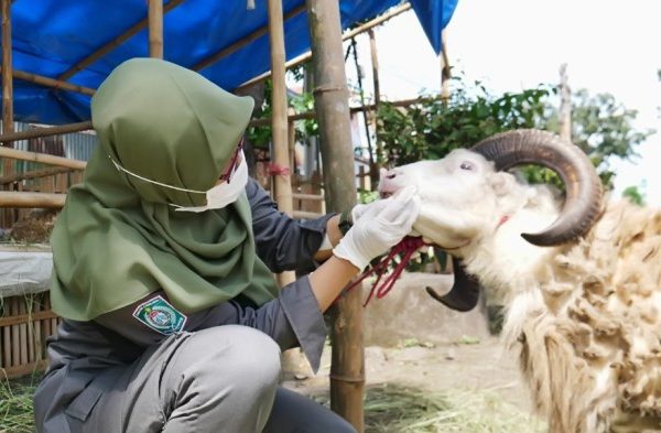Daging kambing di Lumajang, Kabupaten Lumajang