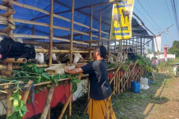 Daging kambing di Patrang, Jember