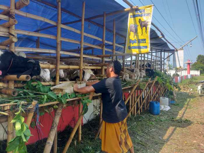 KISAH PENJUAL HEWAN KURBAN DI JEMBER YANG BERJUALAN DI KUBURAN, ADA ... Daging kambing di Patrang, Jember