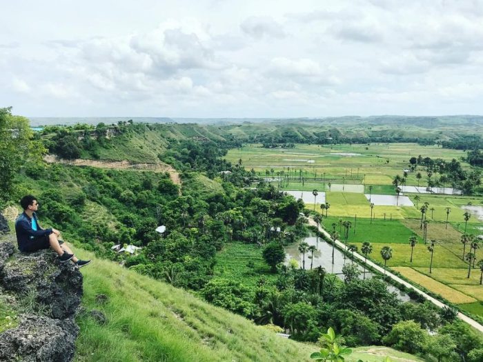 Daun penggemuk ayam di Matawai La Pawu, Sumba Timur