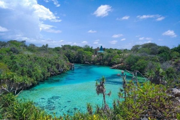 Daun penggemuk ayam di Kodi Balaghar, Sumba Barat Daya
