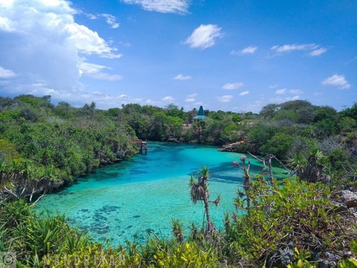 Daun penggemuk ayam di Kodi Balaghar, Sumba Barat Daya