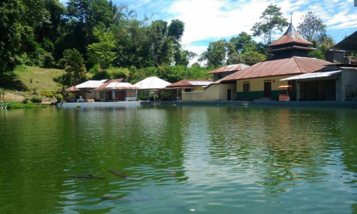 Panduan Lengkap Mengenai Jenis-Jenis Ayam Petelur di Indonesia Ayam petelur jantan di Lubuk Basung, Kabupaten Agam