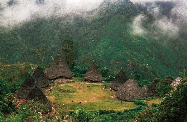 Daun penggemuk ayam di Satar Mese Barat, Manggarai