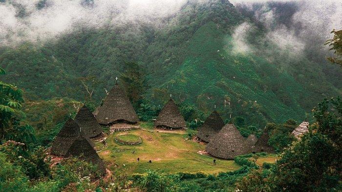 Daun penggemuk ayam di Satar Mese Barat, Manggarai