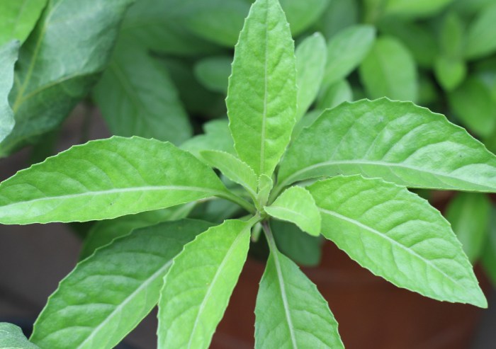 Daun penggemuk ayam di Windesi, Kab. Kepulauan Yapen