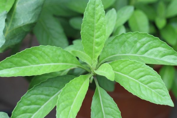 Daun penggemuk ayam di Goyage, Kab. Tolikara