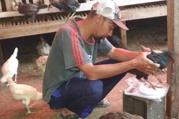 Rahasia Sukses Cara Budidaya Ternak Ayam Kampung Dengan Mudah Terlengkap