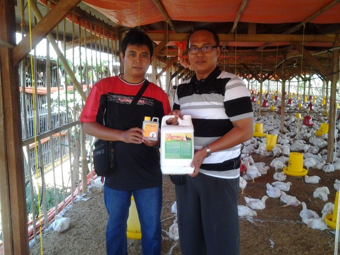 Ayam ternak di Bogor Tengah, Kota Bogor
