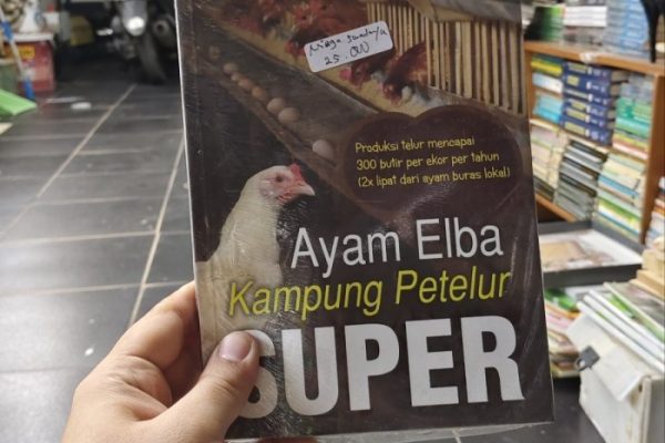 Ayam elba kampung petelur super di Bululawang, Malang