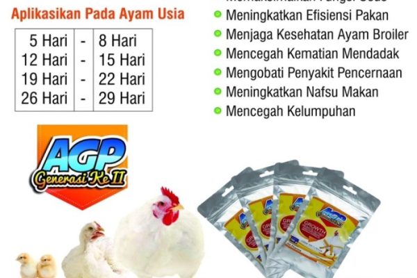 Daun penggemuk ayam di Nikogwe, Kab. Lanny Jaya