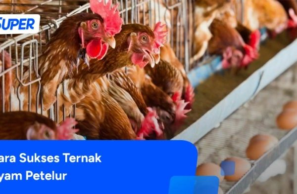 Ayam petelur jantan di Sembilan Koto, Kabupaten Dharmasraya