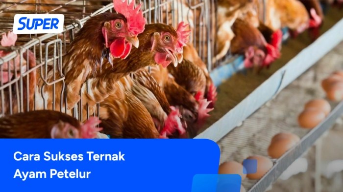 Ternak ayam petelur di Bone Bone, Luwu Utara