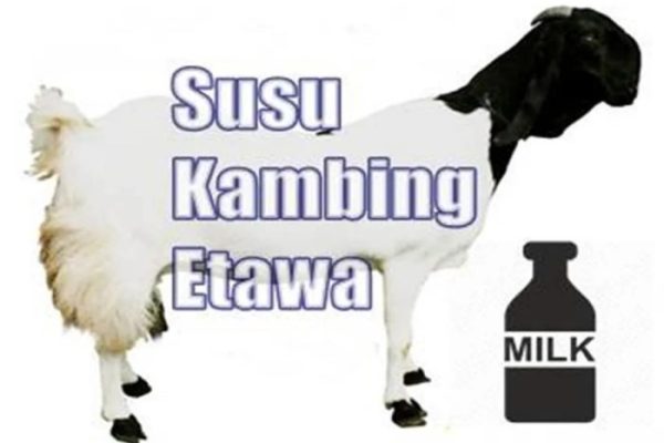 Susu kambing di Ngimbang, Lamongan