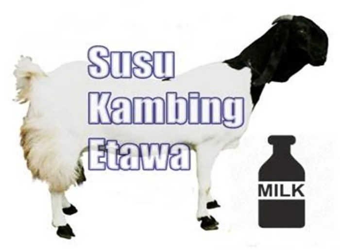 Susu kambing di Tingkir, Kota Salatiga