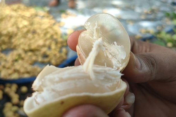 Daging kambing di Sirah Pulau Padang, Ogan Komering Ilir