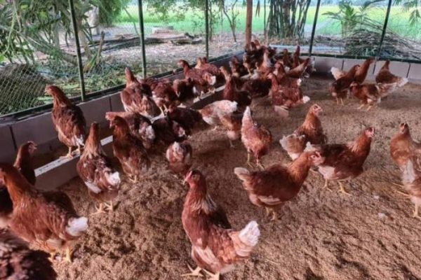Populasi Ayam Petelur Di Jatim 52,9 Juta ekor, 28 Persen Dari Populasi ...