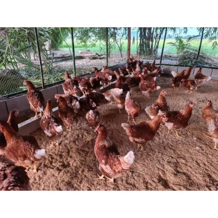 Ayam merah petelur di Losari, Cirebon