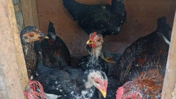 Ayam afkir di Conggeang, Sumedang