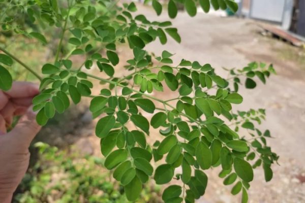 Daun penggemuk ayam di Lamuru, Bone