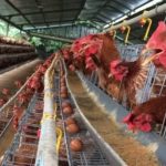 Ternak ayam kampung di Sungai Loban, Tanah Bumbu