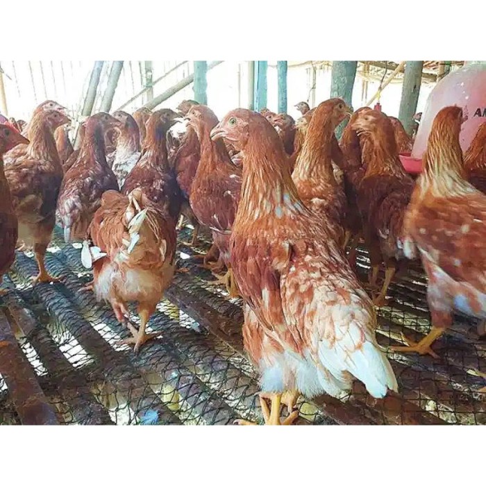 Jual Ayam Petelur Usia 1 Bulan - Ayam Petelur Remaja - Ayam Petelur ... Ayam merah petelur di Sungai Manau, Kabupaten Merangin