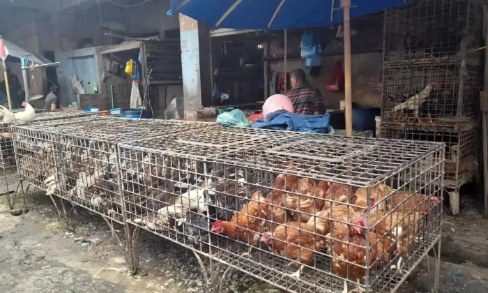 Harga Ayam Potong Juga Naik di Pasar Tradisional Dwikora - Parboaboa Harga ayam kampung potong di Sungkai Tengah, Lampung Utara