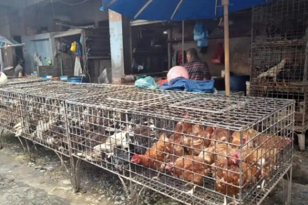 Harga ayam kampung potong di Cilawu, Garut