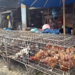 Harga ayam kampung potong di Cigugur, Kuningan