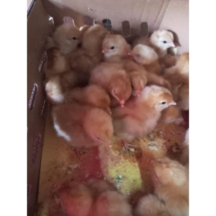 Ayam merah petelur di Jatitujuh, Majalengka