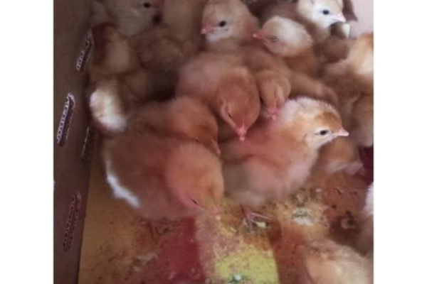 Ayam merah petelur di Rancasari, Kota Bandung