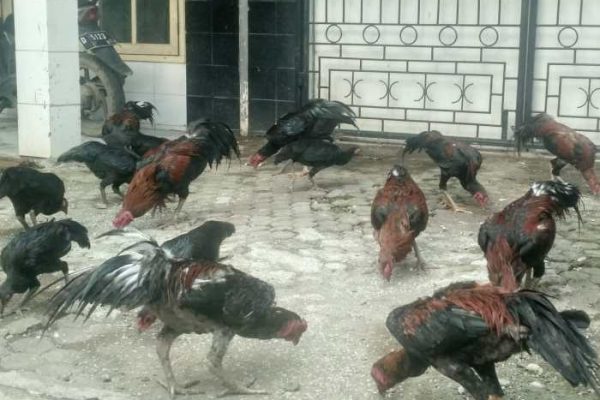 Ayam afkir di Arahan, Indramayu