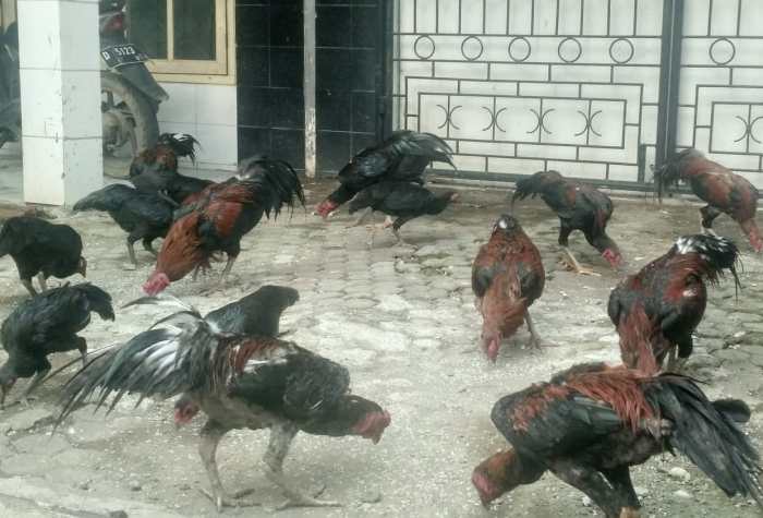 Harga ayam kampung potong di Mesuji, Kab. Mesuji