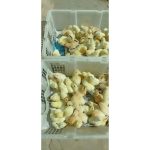 Ayam Elba (Ayam kampung petelur) - YouTube