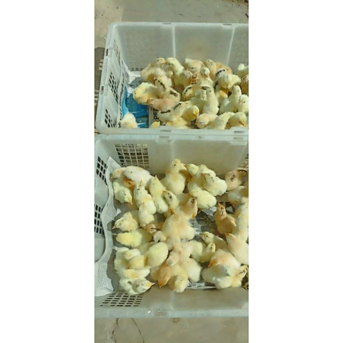 Fakta Menarik Tentang Ayam Elba Si Ayam Petelur Super - HOBI TERNAK Ayam elba kampung petelur super di Jatibanteng, Situbondo