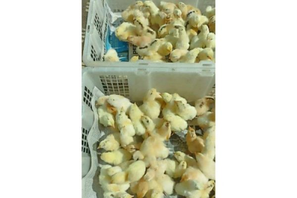 Ayam elba kampung petelur super di Kunjang, Kediri