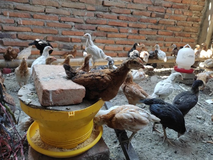 Cara Beternak Ayam Kampung Super atau Joper - Beternak Ayam Budidaya ternak ayam di Batuwarno, Wonogiri