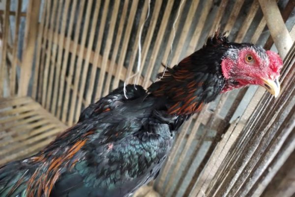 Daun penggemuk ayam di Baula, Kolaka