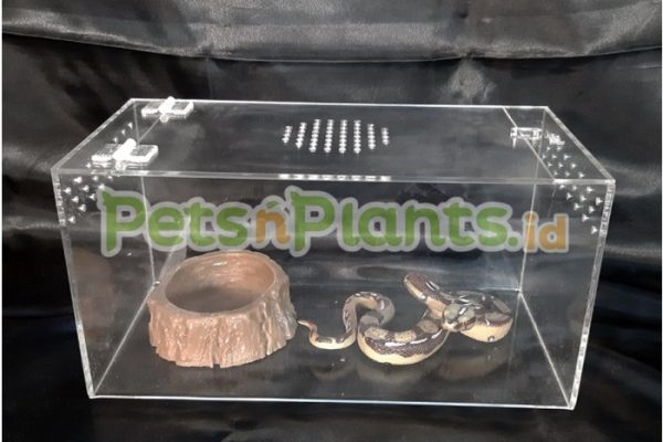 Kandang hamster, reptil, Gecko akrilik