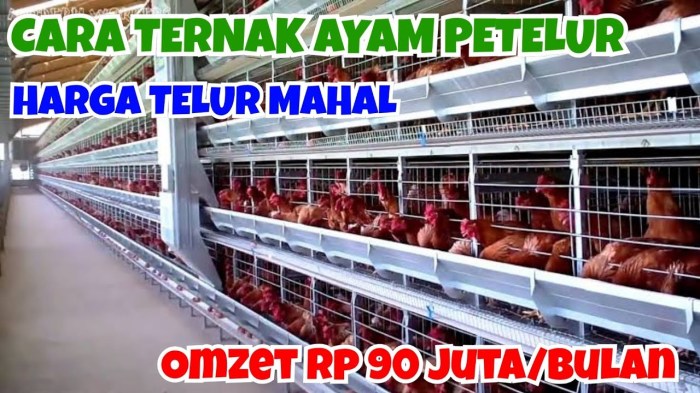 ternak ayam petelur di jawa timur