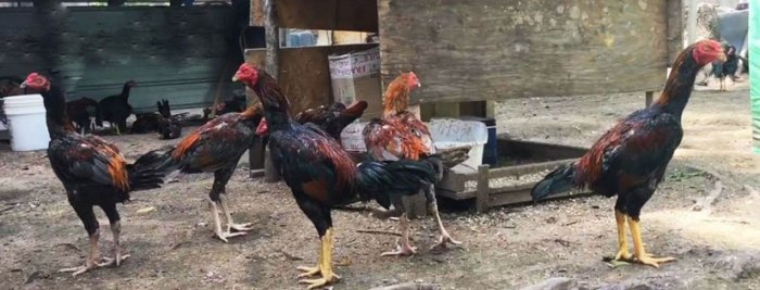 Cara Sukses Ternak Ayam Bangkok, Mulai Dari Analisa Usaha Hingga Cara ... Ayam ternak di Balubur Limbangan, Garut