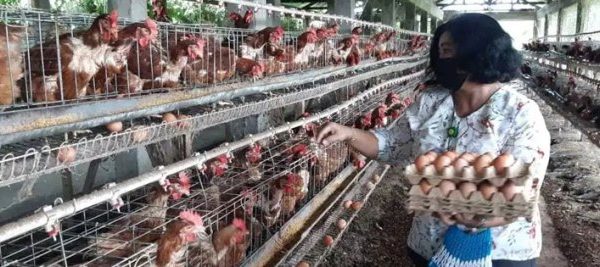 Ternak ayam petelur di Loa Janan Ilir, Kota Samarinda
