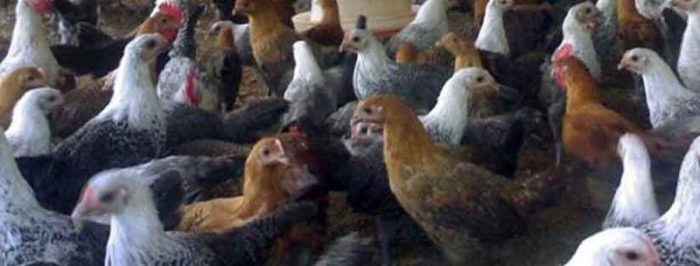 Ternak Ayam Kampung Pemula di Balik Bukit, Lampung Barat