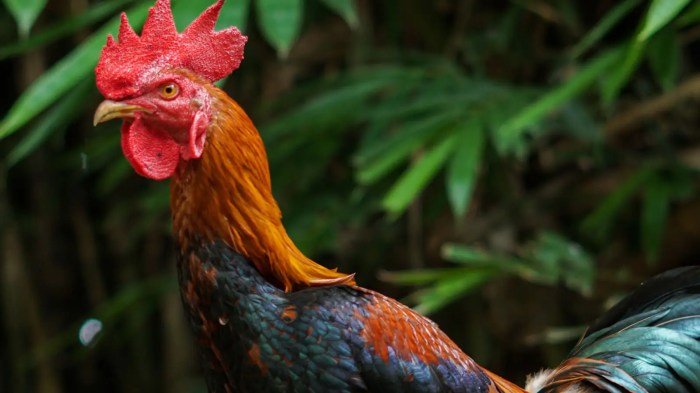 Ayam arab petelur di Karangbinangun, Lamongan