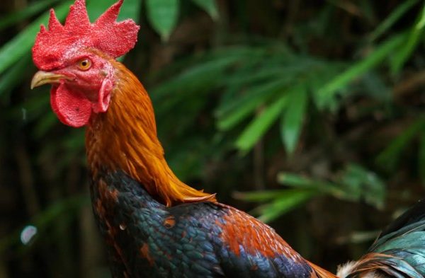 Ayam ternak di Campaka, Purwakarta