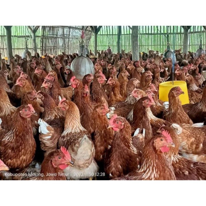 Harga ayam petelur afkir Terbaru Des 2024 |BigGo Indonesia