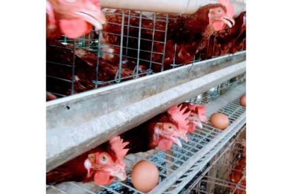 Inilah 10 Jenis Ayam Petelur Unggulan yang Membawa Untung!