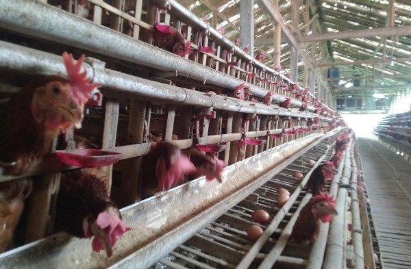 Harga Pakan Ayam Melonjak, Peternak Ayam Petelur di Kudus Kelimpungan ...