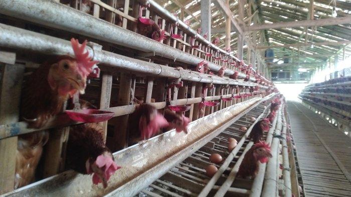 Peternak Ayam Petelur Boyolali Solo Klaten Sukoharjo dan sekitarnya ... Ternak ayam petelur di Palasa, Paringi Moutong